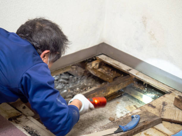 Best Certified Mold Removal  in Sunland Park, NM