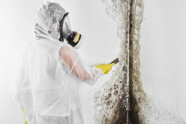 Best Professional Mold Removal  in Sunland Park, NM