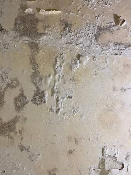 Best Office Mold Removal Services  in Sunland Park, NM