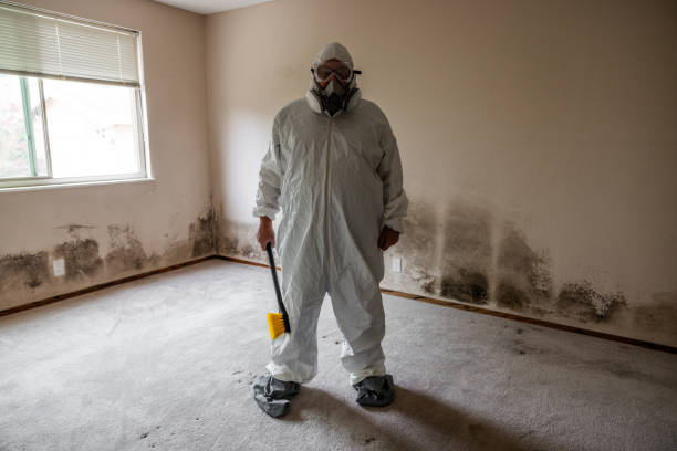 Best Certified Mold Removal  in Sunland Park, NM