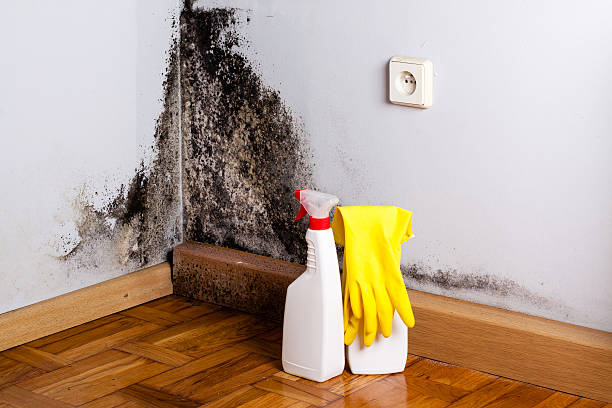 Best Mold Testing  in Sunland Park, NM