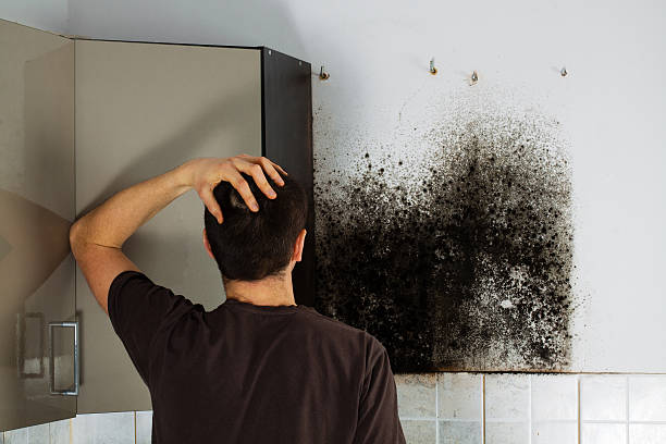 Mold Removal and Inspection in Sunland Park, NM