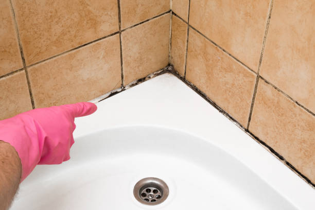 Best Fast Mold Removal  in Sunland Park, NM
